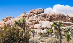 how to make the most out of joshuatree